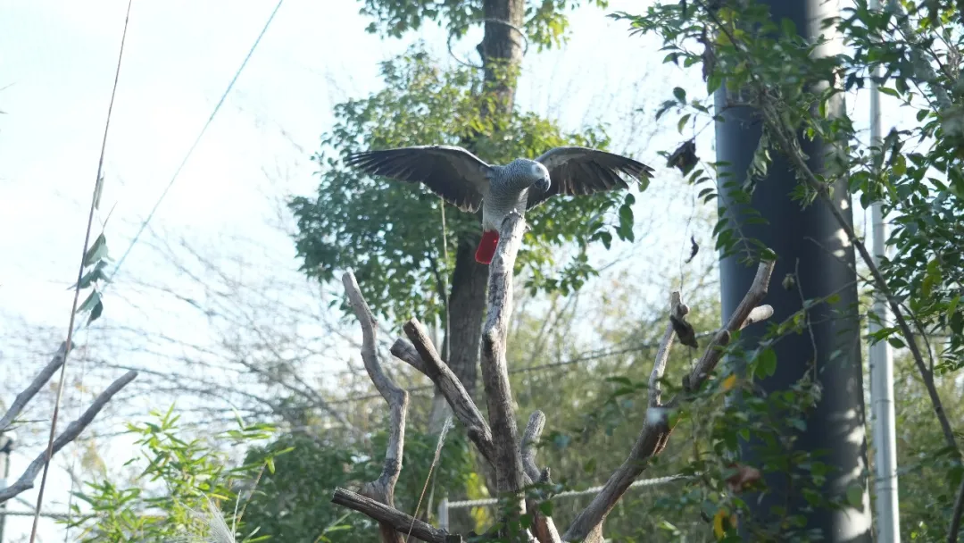走近非洲雨林的灰色“智者”