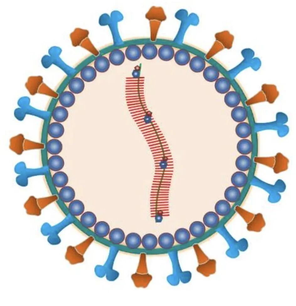 上海疾控:尼帕病毒在我国形成传播的风险较低,个人防护做好三点