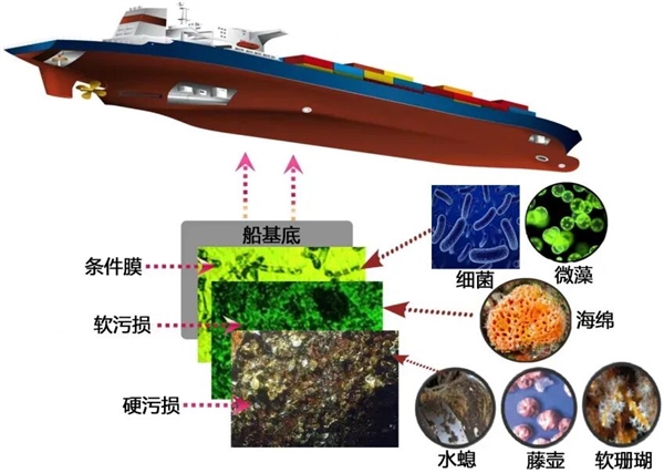 海洋生物在船底安家带来巨大损失！直到有人想到这个办法
