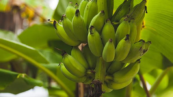 空腹不能吃香蕉的说法正确吗