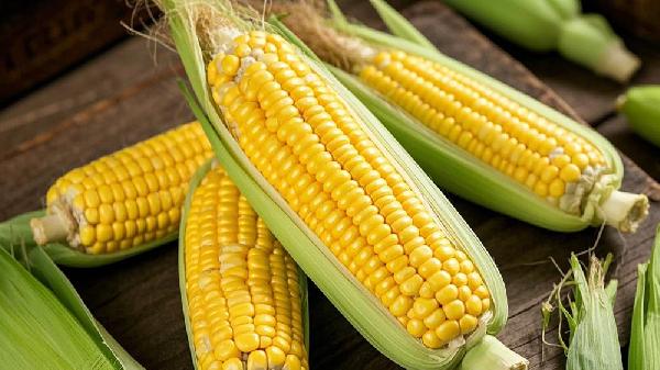 隔水蒸玉米几分钟能熟了