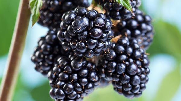 黑莓一次吃多少合适