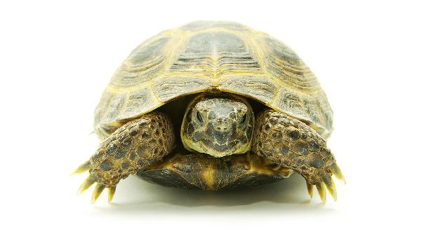 滑雪护具小乌龟好用吗