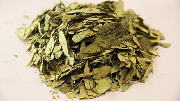 经常喝番泻叶有啥副作用?