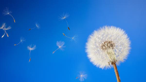 蒲公英去肝火好吗