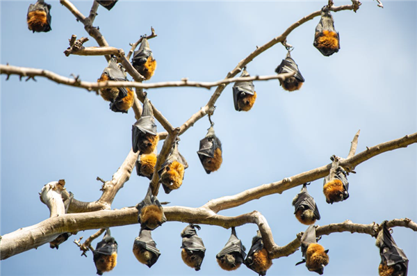 印度捕获9蝙蝠 1只有尼帕病毒抗体