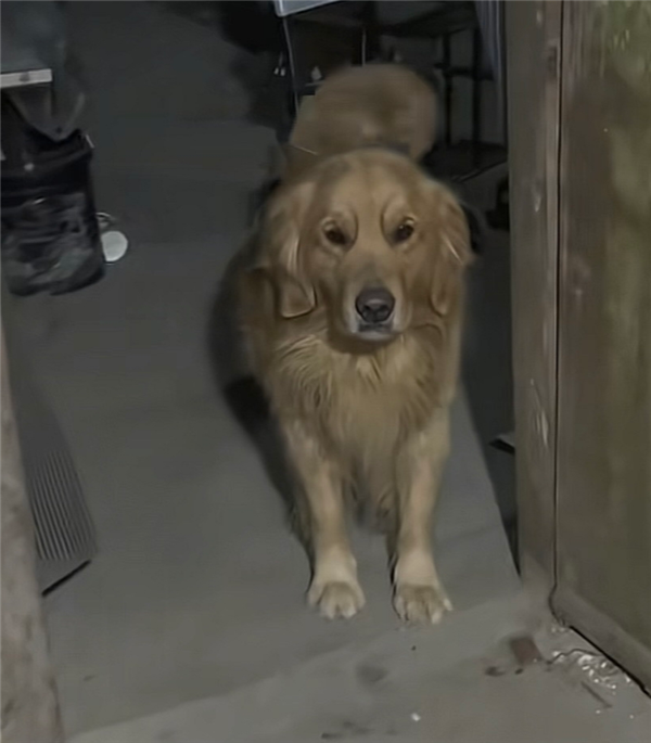 电饭煲煮饭时突然起火 主人如厕 金毛急得使劲刨门