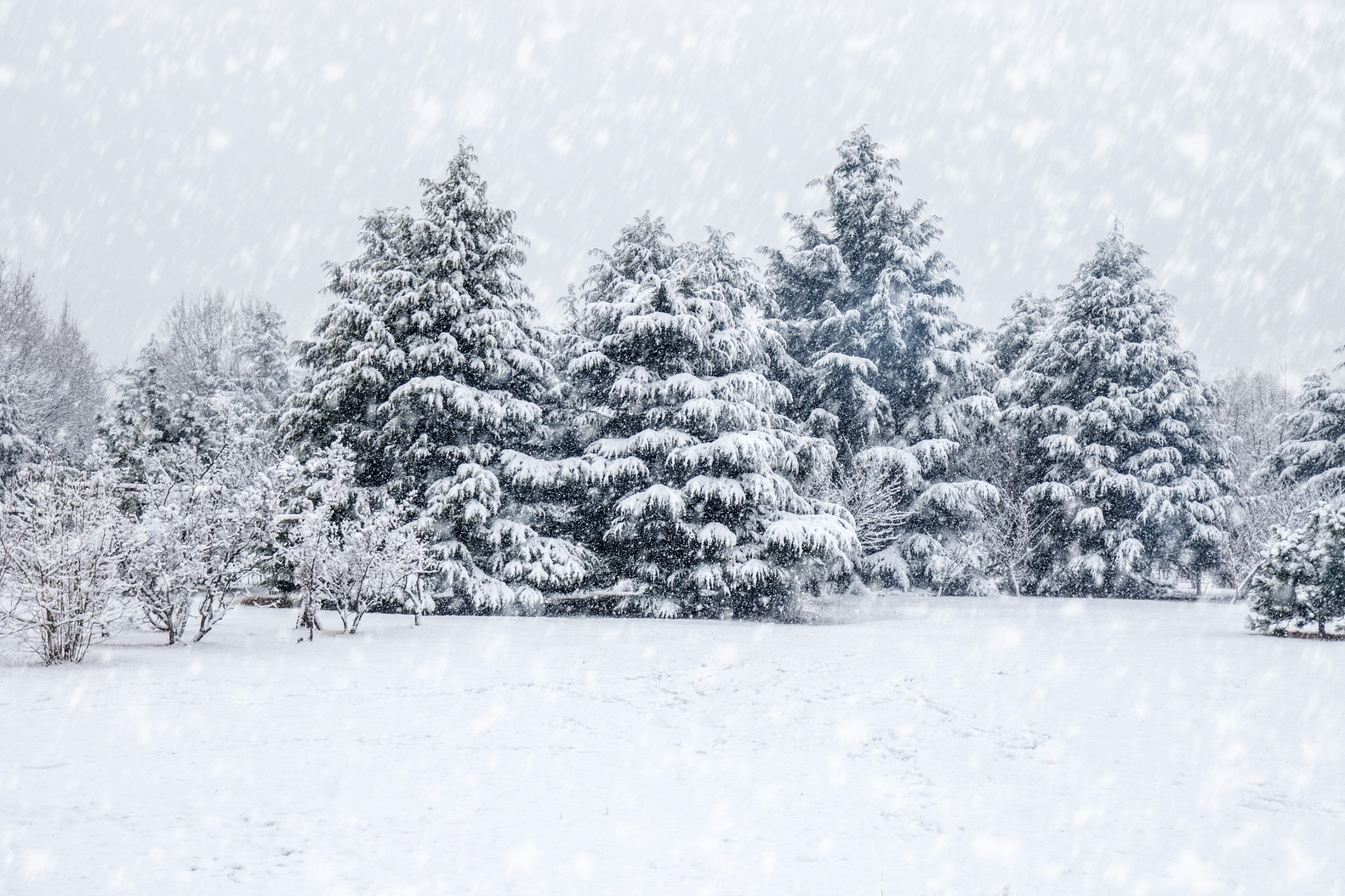 “三九”暖如春，“四九”迎速冻，我国今年到底是冷冬还是暖冬？