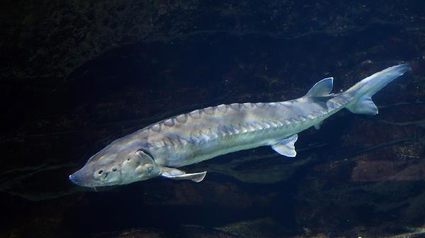 比目鱼肌特别发达怎么办